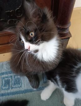 Maine Coon Norwegische Waldkatzen - Neumünster