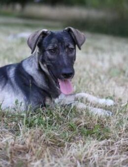 Junghund MORITZ sucht seine Menschen! - Berlin