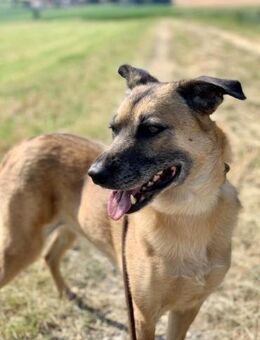 Liebenswerter Buddy - Kissing