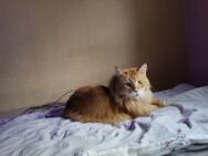 Katze abzugebe - Dortmund Hombruch