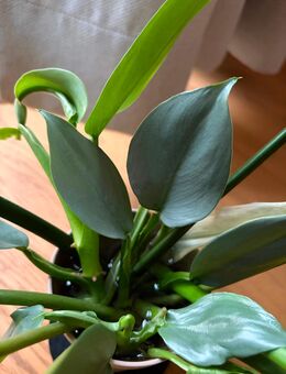 Philodendron Hastatum "Silver Sword" - Ludwigshafen (Rhein)