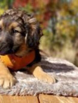 Arvid, schüchterner Hundebub, ca. 3 Mona - Vaterstetten