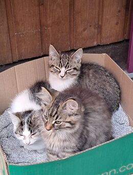 Süsse Katzenkitten Suchen neuen Dosenöffner - Doberlug-Kirchhain