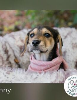 Funny: Hundekind sucht ein Zuhause Mama - Kirchzell