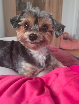 Yorkshire Terrier gesucht - Werder (Havel)