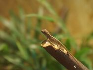 Bahama Anolis / Anolis sagrei NZ - Herne Horsthausen