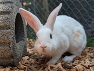 Deutscher Riese Hase Kaninchen Stallhasen - Neuhausen (Fildern)
