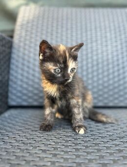 Katzenbabies - Frankfurt (Main) Unterliederbach