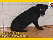 Lilly Mischling Hündin Junghund - Margetshöchheim