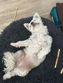*Teddy sucht ein liebevolles Zuhause* - Lippstadt