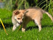 Pomchi Rüde darf ausziehen - Wilhelmshaven