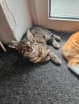Katzenkinder suchen ein liebevolles neues Zuhause - Wildeshausen