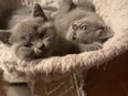 5 Britisch Kurzhaar Kitten in 25451