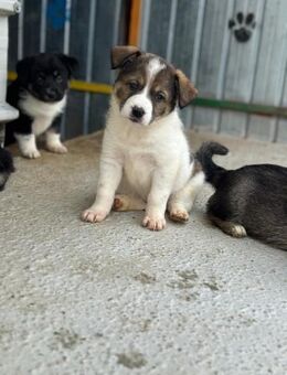 Antara - so besonders wie ihr Name - Celle