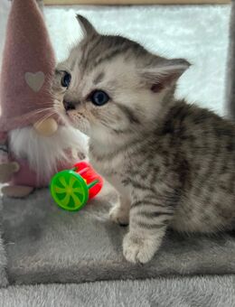 Reinrassige BKH Kitten - Werdau