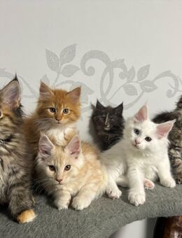 Maine Coon Kitten Kätzchen Katzen - Wismar