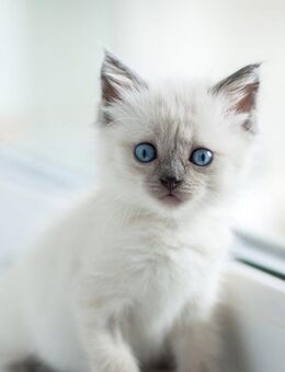 3 BKH Kitten dürfen ausziehen/Bringservice - Ankum