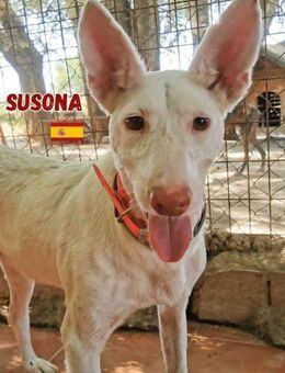 Susona - liebevoll und gemütlich - Heppenheim (Bergstraße)