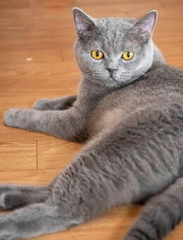 Gordo Patata - hübscher Handicap Kater - Bad Camberg