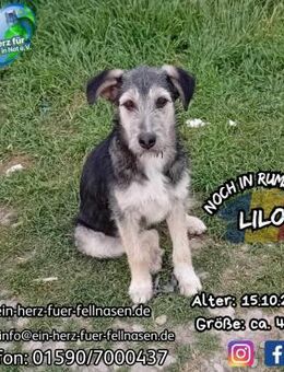 LILO - und ihre Schwester Lotta - Waakirchen