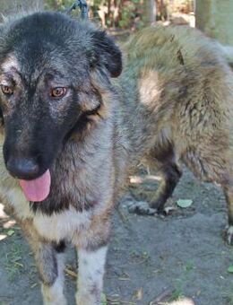 Golen, junger Riese mit wachsamen Augen - Berlin