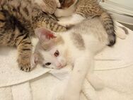 Letzten 2 Katzenbabys Britisch-Kurzhaar - Gummersbach