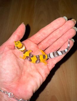 0.1 Leopardgecko Weibchen ENZ 25 abzugeben - Emsdetten