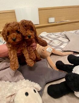 Toy Pudel - Hamburg Wandsbek