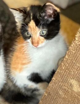 Tortie - Ein Glückskätzchen sucht sein GLÜCK im liebevollen Zuhause - Eschweiler