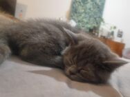 Wunderschöner verschmuster British Kurzhaar Kater - München Thalkirchen-Obersendling