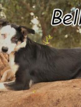 Belly möchte sich vorstellen🍀 - Essingen (Rheinland-Pfalz)