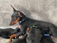 Zwergpinscher Welpen mit Ahnentafel - Leipzig