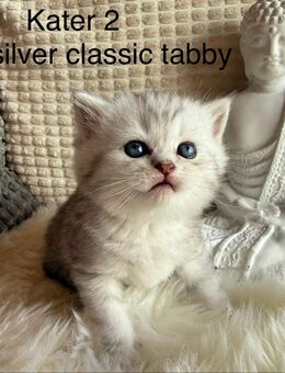 BKH Kitten - Stahlhofen (Wiesensee)