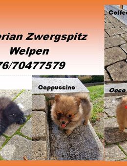 Pomeranian Zwergspitz Toy Welpen reinrassig - Mörnsheim