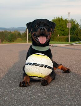 Liebevoller Rottweiler (1 Jahr) abzugeben - Freudenstadt