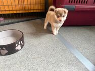 Pomklee Mini Husky ähnl. Pomsky - Fronreute