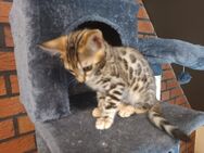 Bengal Kitten suchen ein neues Zuhause - Dülmen Zentrum