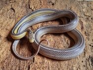 Anery Tessera Motley - Schwelm