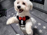 Bichon malteser - Villingen-Schwenningen