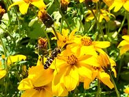 Zweizahn gelb, 30 Samen, Bidens ferulifolia, niedrig-überhängender Wuchs, Balkon und Gartenpflanze - Altdorf (Nürnberg)