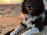 ❤️Thorin...sucht Stabilität - Eutingen (Gäu)