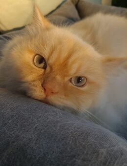 Kater Badem sucht ein liebevolles Zuhause🥰 - Gelsenkirchen Scholven