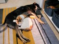 Der katzenverträgliche Misho sucht - Berlin
