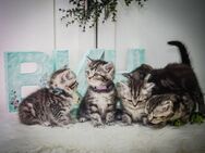 noch 4 BKH-Kitten im Whiskas-Look abzugeben - Dresden