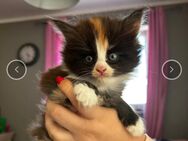 Main coon kitten - Oldenburg