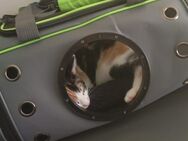 Katzen Baby abzugeben - Doberschau-Gaußig