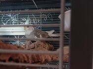 Nymphensittiche 2.Jungs und 2.Mädels mit xxl Käfig abzugeben. - Mönchengladbach