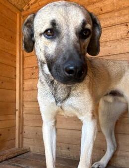 BRAN - hübscher, vorsichtiger Bub! - Korschenbroich