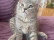 BKH Mix Kitten - Ichenhausen