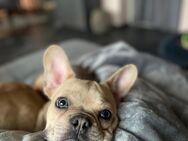 Französische Bulldogge 8 Monate - Wanzleben-Börde